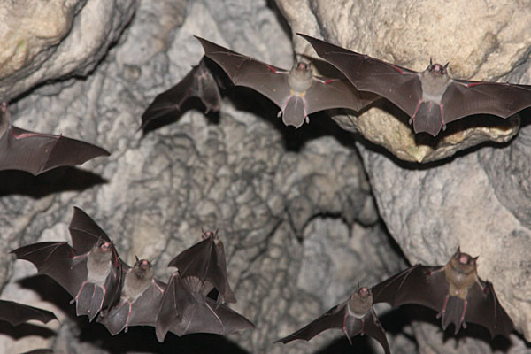 Bats