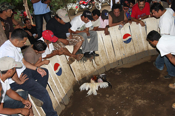 Cockfighting