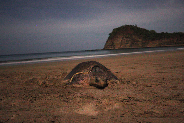 Sea turtle