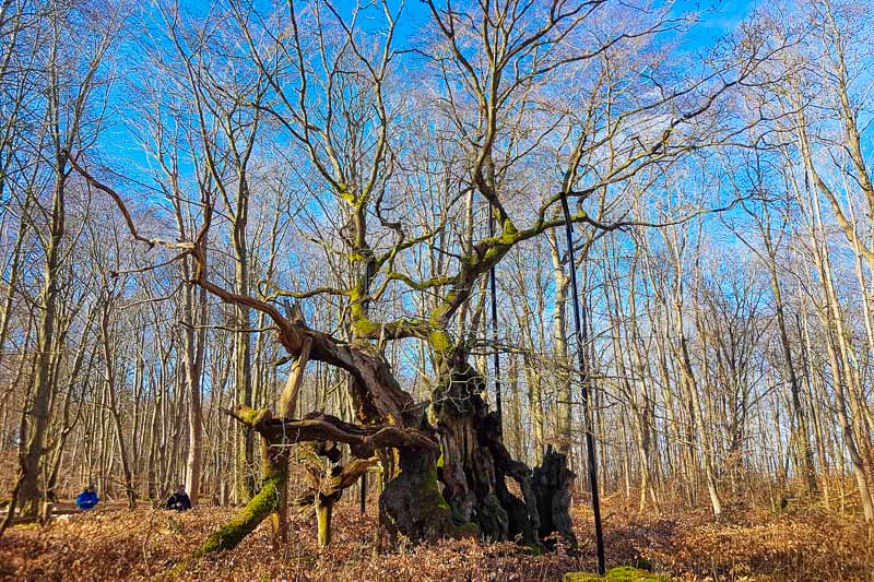 King Oak