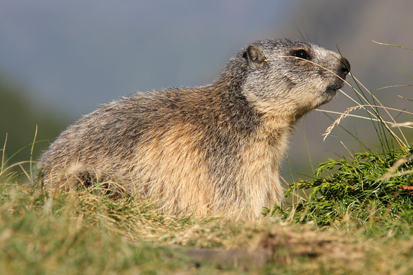 Marmots