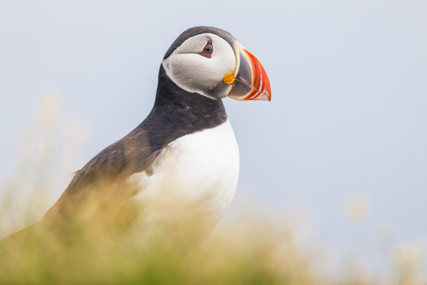 Látrabjarg Bird Cliff