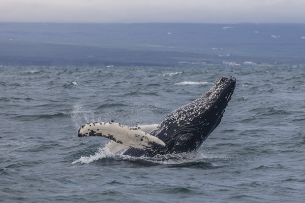 Whale watching