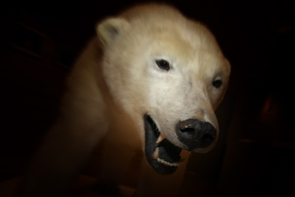 Polar bears