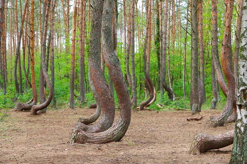 Crooked Forest