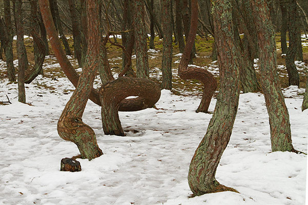 Dancing Forest