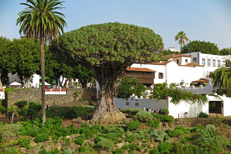 Thousan Years Old Dragon Tree (El Drago Milenario)