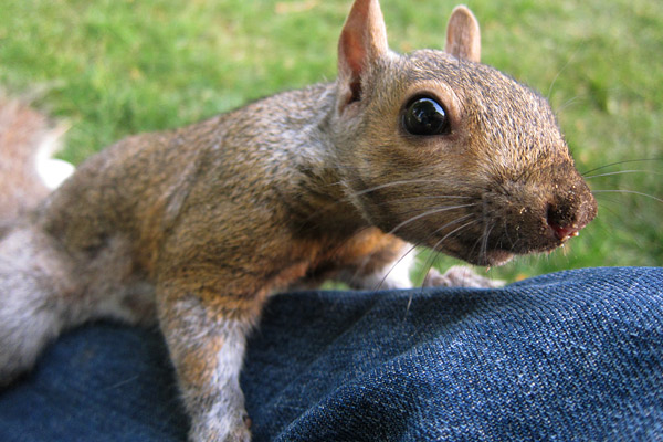 Squirrel feeding