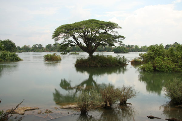 big tree