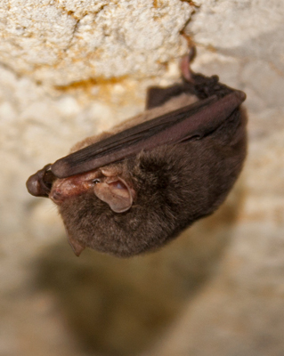 bat