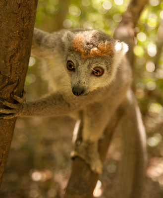 Crowned Lemur
