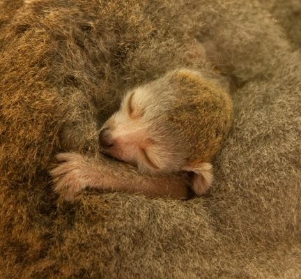 Crowned Lemur baby