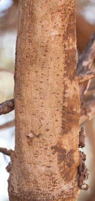 Leaf Tail gecko