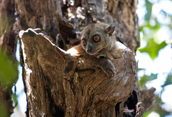 Northern Sportive Lemur