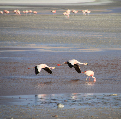 Flamingos