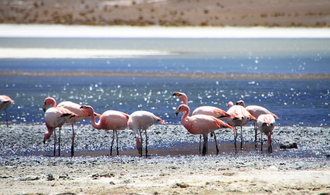 Flamingos