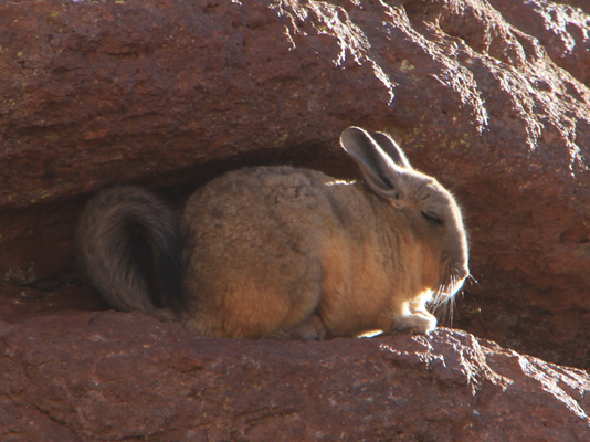 Viscacha