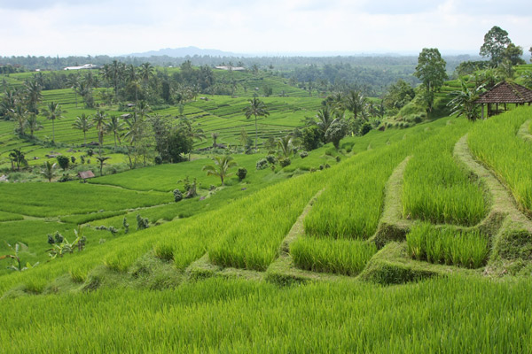 Bali rice fields