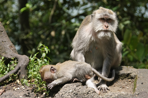 macaques