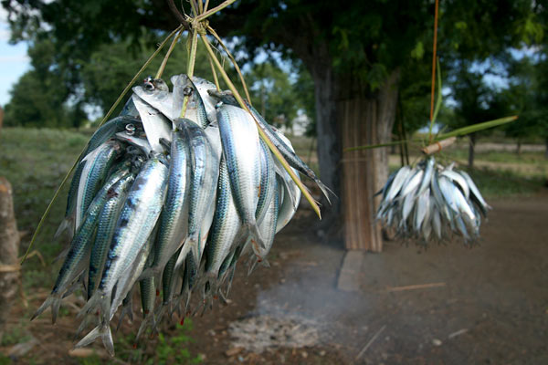 Fish for sale