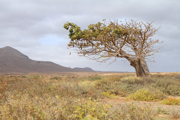 Boa Vista