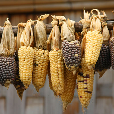 corn