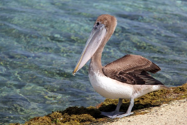 Bonaire