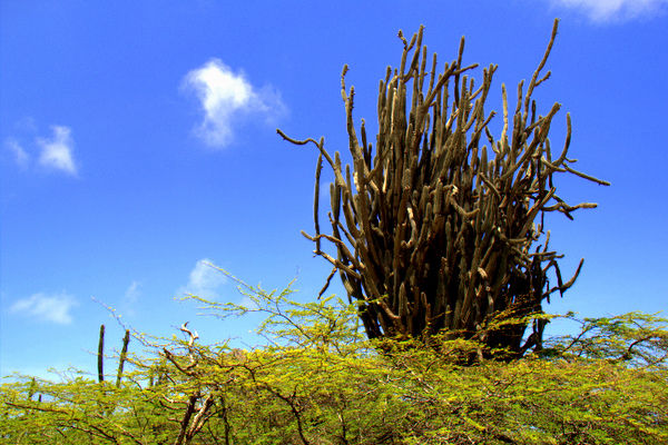 Bonaire