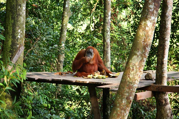 orangutan