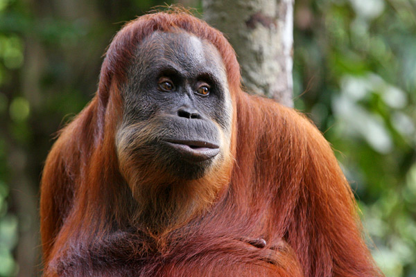 orangutan