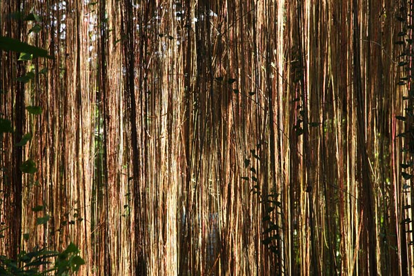 Bukit Lawang