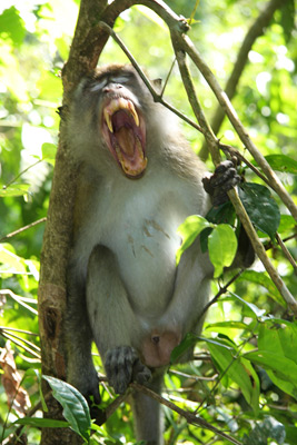 Bukit Lawang