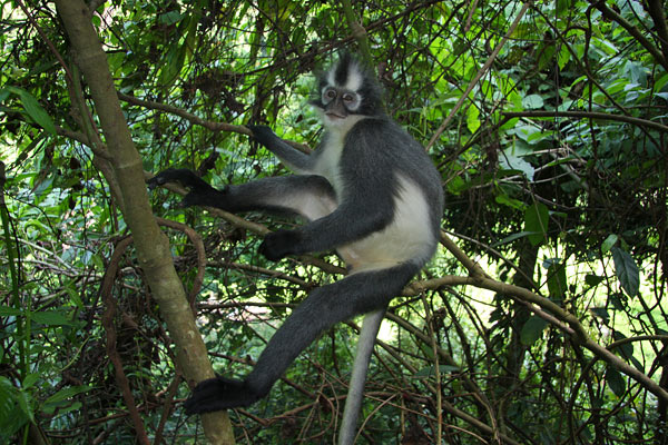 Bukit Lawang