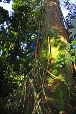 Bukit Lawang
