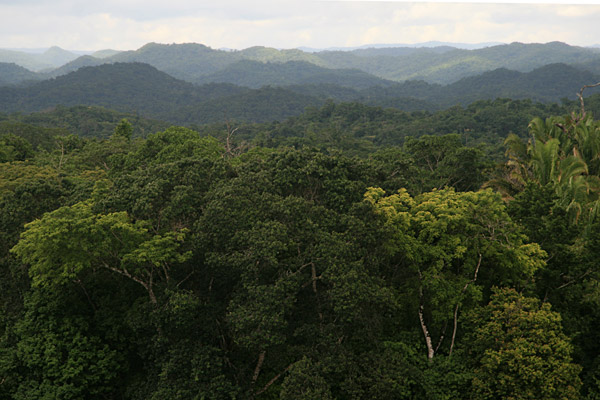 jungle