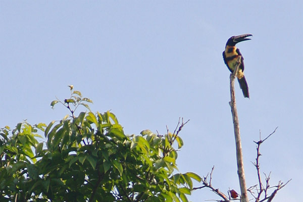  toucan