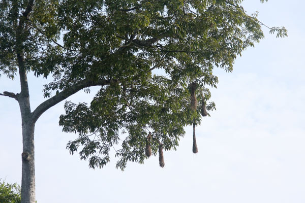  weaver bird nests
