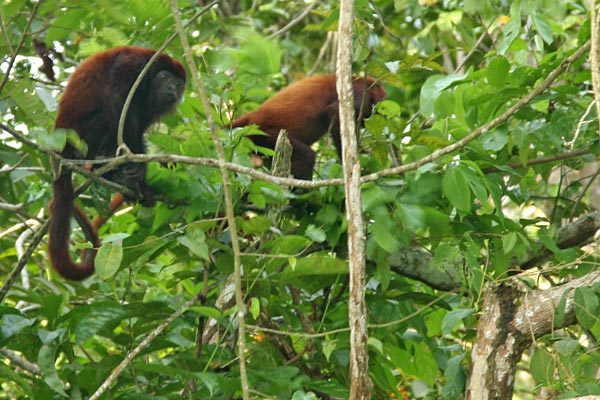  howler monkey