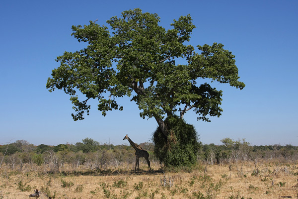 Botswana