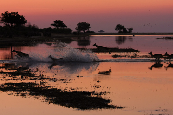 Chobe