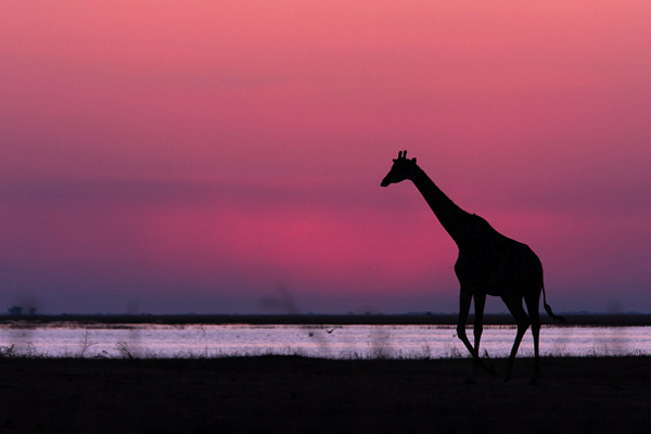 Chobe
