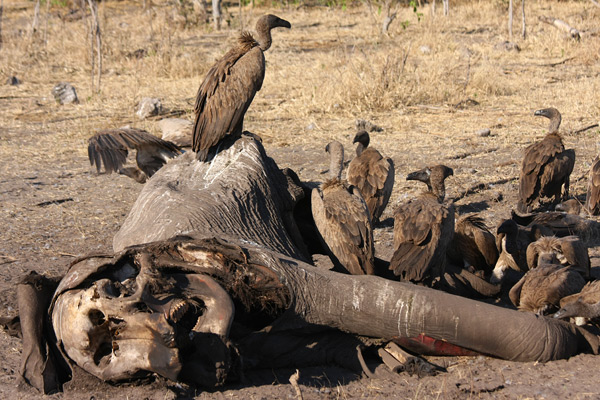 Chobe