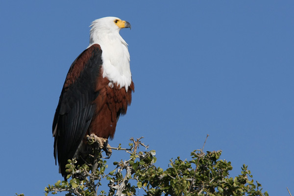 Chobe