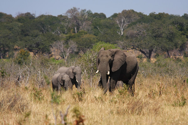 Chobe
