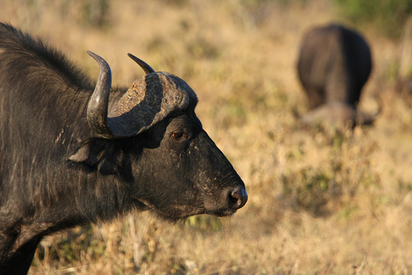Chobe