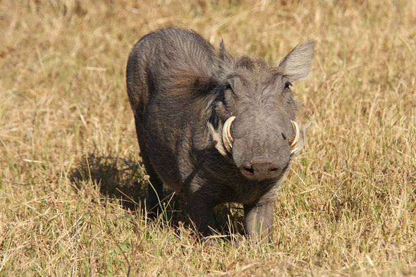Chobe