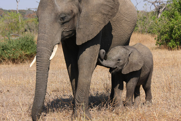 Chobe