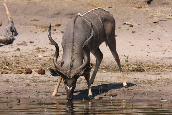 Chobe