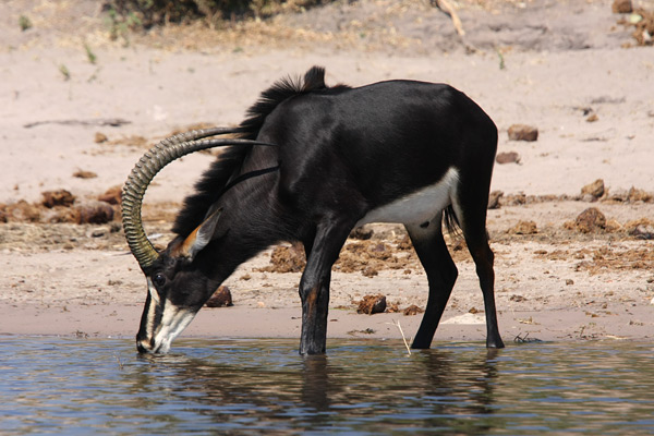 Chobe