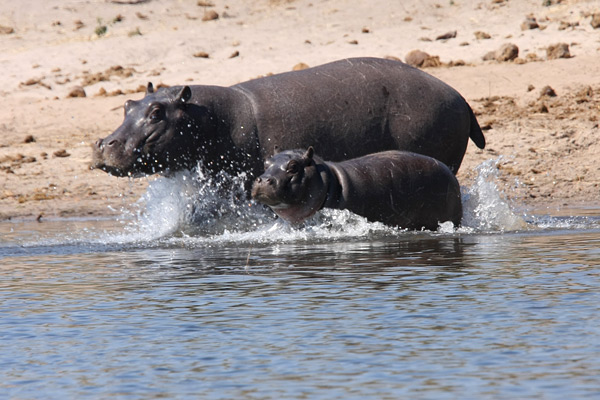 Chobe
